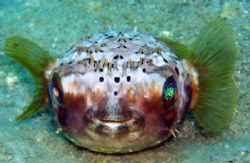 Juv. Ballonfish, I love his almost crown of spines and th... by Anna Kinnersly 